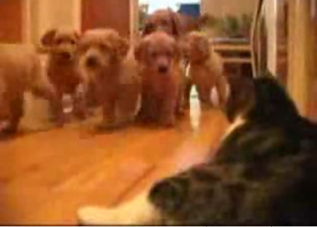 A Puppy Pile Up